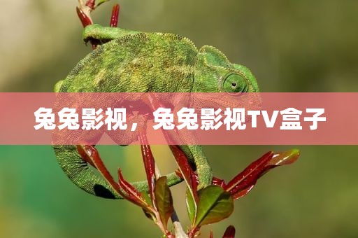 兔兔影视，兔兔影视TV盒子