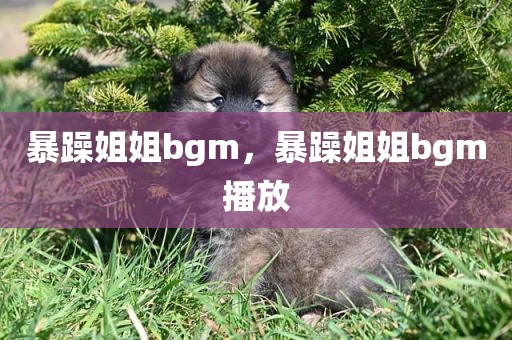 暴躁姐姐bgm，暴躁姐姐bgm播放