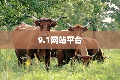 9.1网站平台