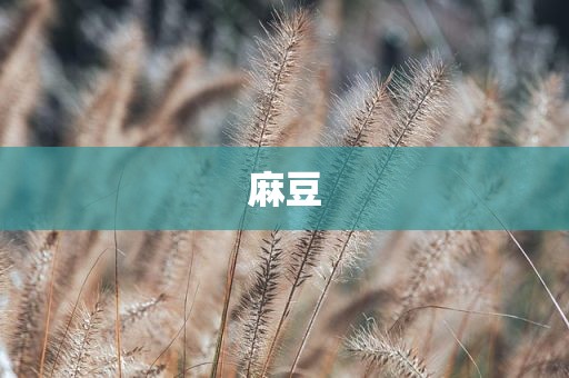 麻豆