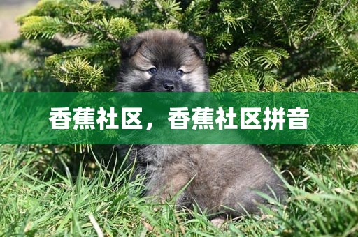 香蕉社区，香蕉社区拼音