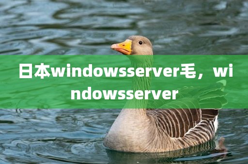 日本windowsserver毛，windowsserver