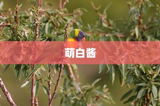 萌白酱