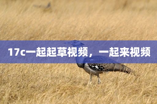 17c一起起草视频，一起来视频