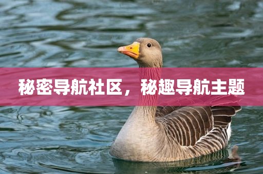 秘密导航社区，秘趣导航主题