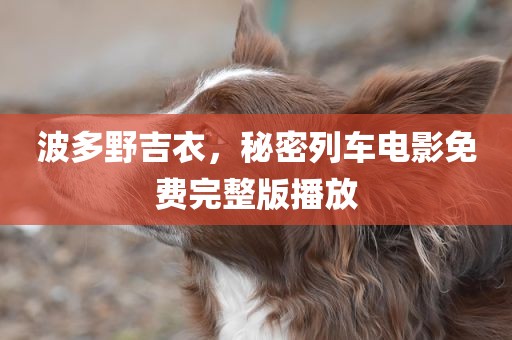 波多野吉衣，秘密列车电影免费完整版播放