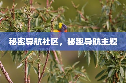 秘密导航社区，秘趣导航主题