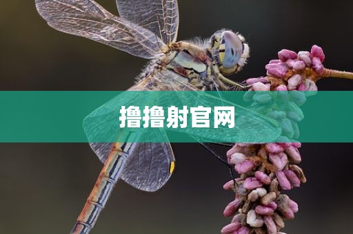 撸撸射官网