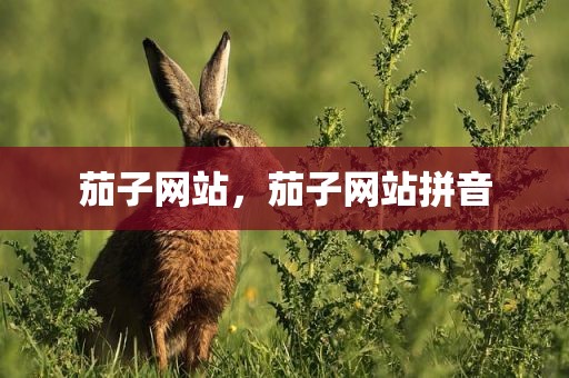 茄子网站，茄子网站拼音