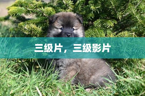 三级片，三级影片
