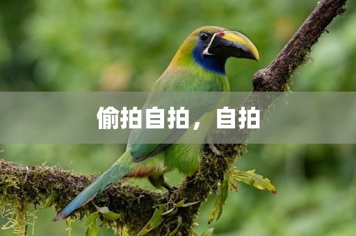 偷拍自拍，自拍