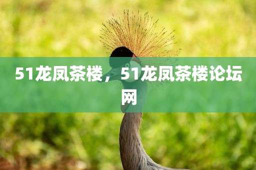 51龙凤茶楼，51龙凤茶楼论坛网