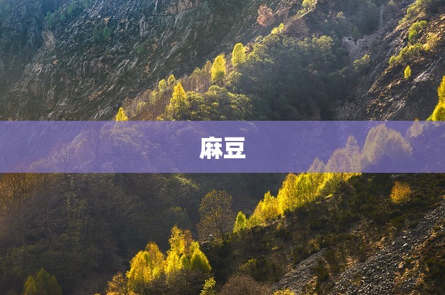 麻豆