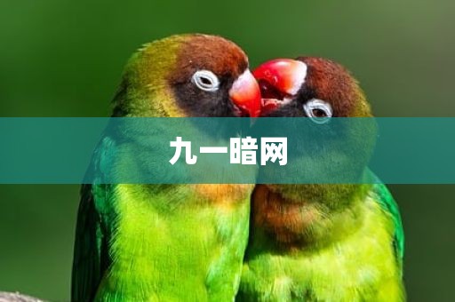 九一暗网
