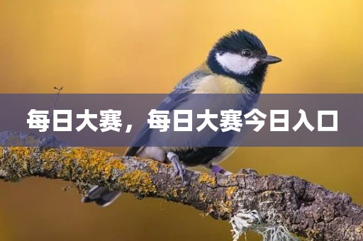 每日大赛，每日大赛今日入口