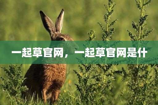 一起草官网，一起草官网是什