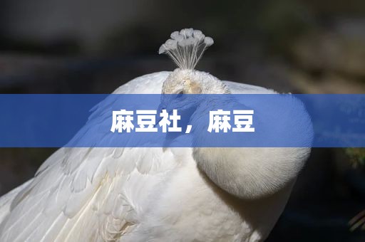 麻豆社，麻豆