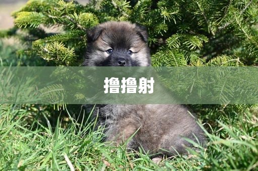 撸撸射