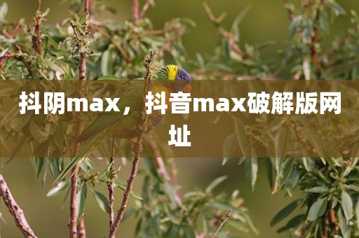 抖阴max，抖音max破解版网址
