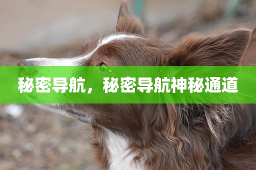 秘密导航，秘密导航神秘通道