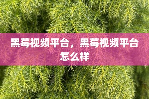 黑莓视频平台，黑莓视频平台怎么样