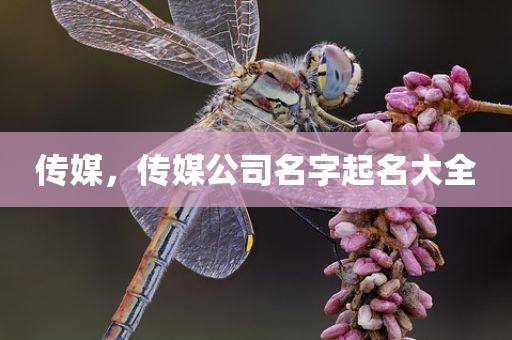 传媒，传媒公司名字起名大全