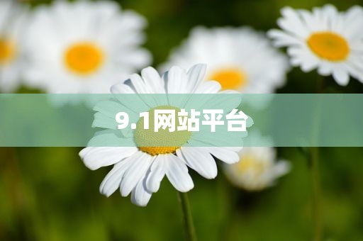 9.1网站平台