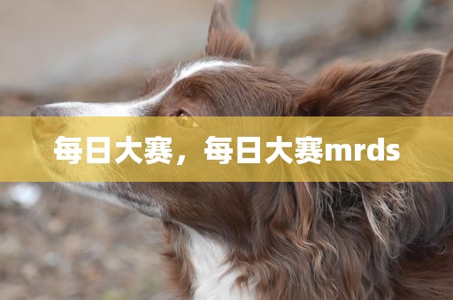 每日大赛，每日大赛mrds