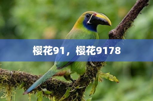 樱花91，樱花9178