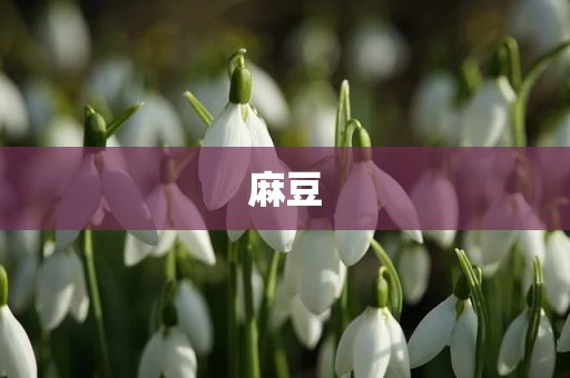 麻豆