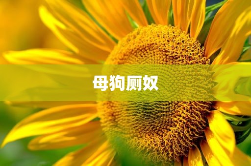 母狗厕奴
