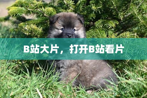 B站大片，打开B站看片