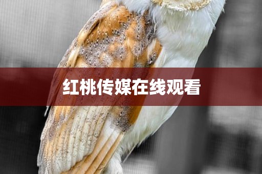 红桃传媒在线观看