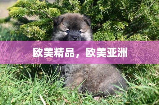 欧美精品，欧美亚洲