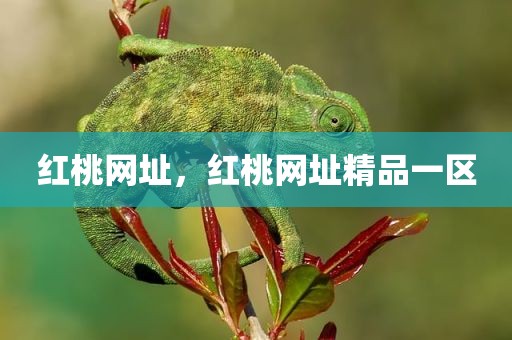 红桃网址，红桃网址精品一区