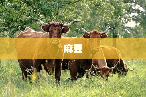 麻豆