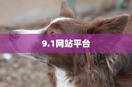 9.1网站平台