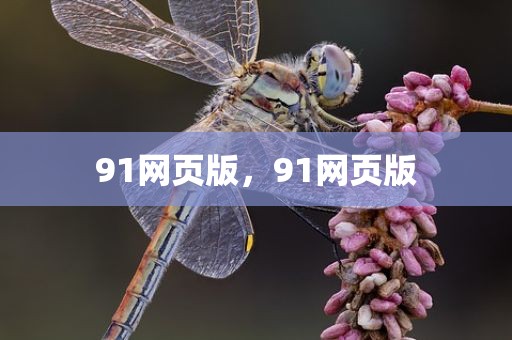 91网页版，91网页版