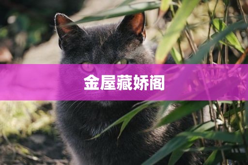 金屋藏娇阁