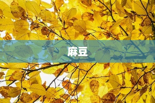 麻豆