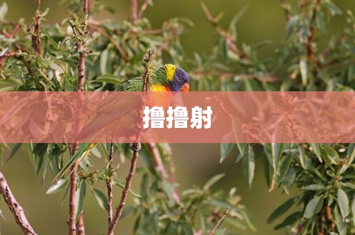 撸撸射