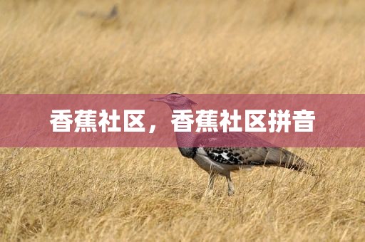 香蕉社区，香蕉社区拼音
