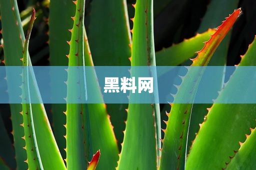 黑料网
