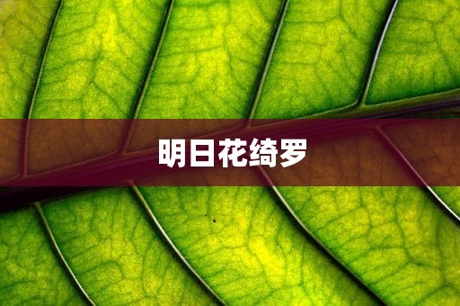 明日花绮罗