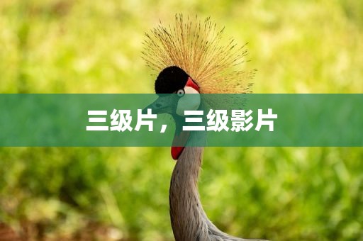 三级片，三级影片