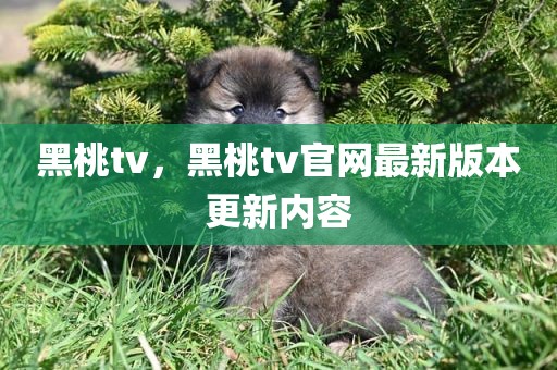黑桃tv，黑桃tv官网最新版本更新内容