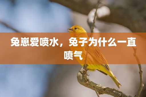 兔崽爱喷水，兔子为什么一直喷气