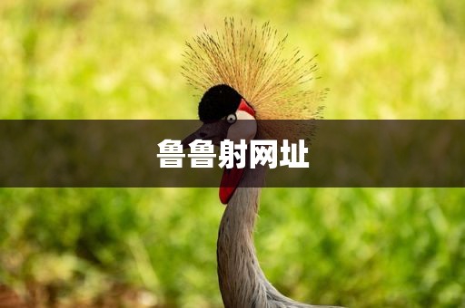鲁鲁射网址