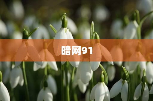 暗网91