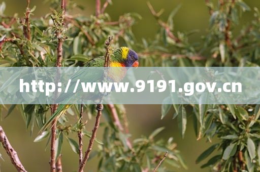 http://www.9191.gov.cn